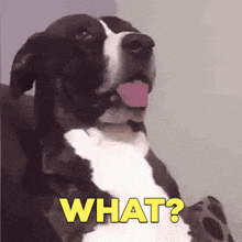 what-what-the.gif
